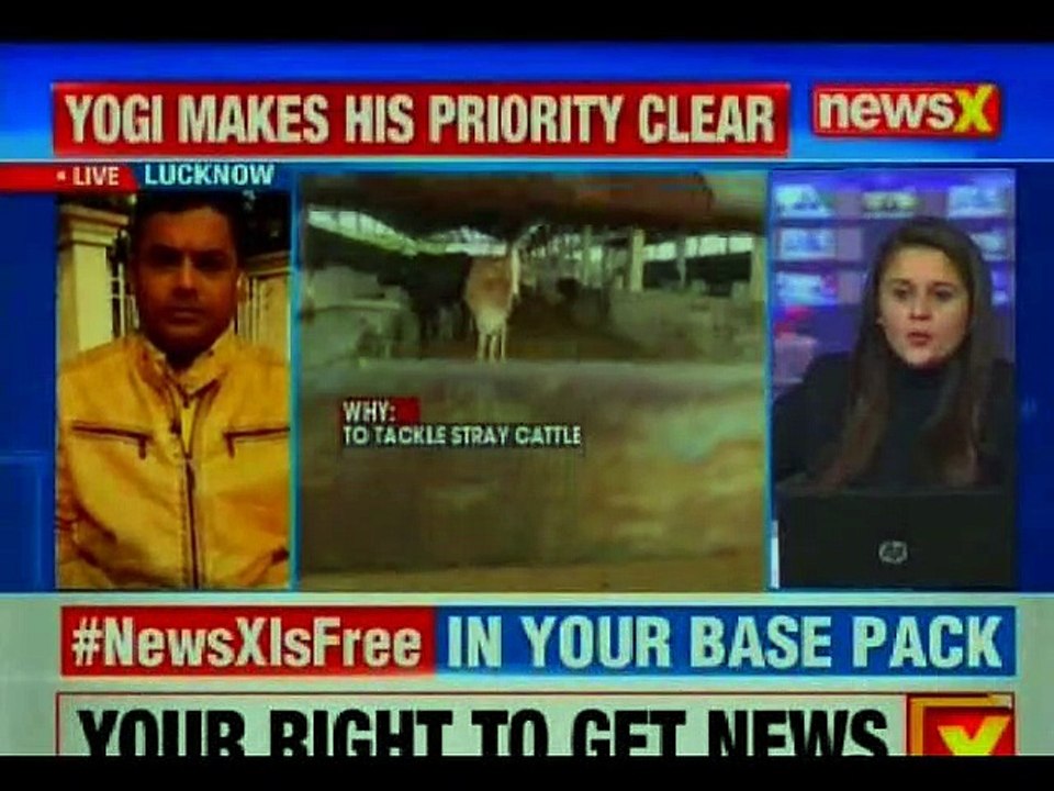 "Cow Cess" Is CM of UP Yogi Government's Idea to Tackle Stray Cattle