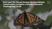 California Monarch Butterflies Pop