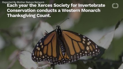 California Monarch Butterflies Pop
