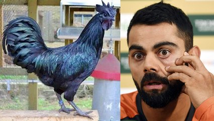 Virat Kohli &Team should eat Kadaknath Chicken, Recommended By Krishi Vigyan Kendra| वनइंडिया हिंदी