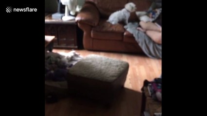 The floor is lava! Watch how this adorable puppy gets across the room