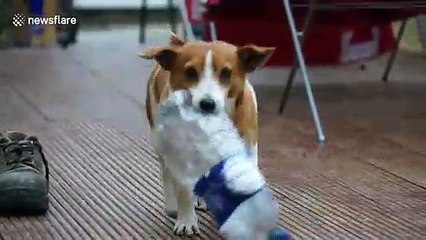 Adorable dog joins the war on plastic