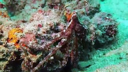 Octopus Walking Along the Ocean Floor
