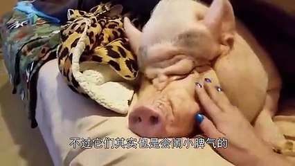 The man took advantage of the pig's attention to ride on the pig's back, and was retaliated in the next second.