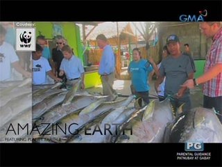 Amazing Earth: Philippines' Tuna production