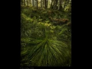 Фото животных