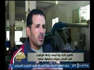 كاميرا بكره بينا ترصد زراعة الزيتون في شمال سيناء وكيفية عصره . تقرير : " محمد درويش "