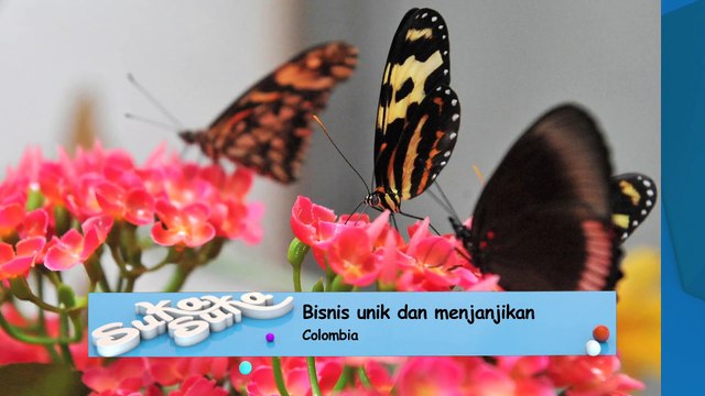 SUKA SUKA EP 15 (2/3)