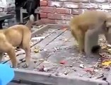 Fight BETWEEN MONKEY AND DOG ...Monkey fighting with dog ....
