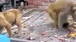 Fight BETWEEN MONKEY AND DOG ...Monkey fighting with dog ....