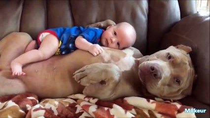 Qu45and les chiens protègent des bébés