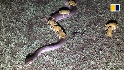 Wild ride for hitchhiking toads