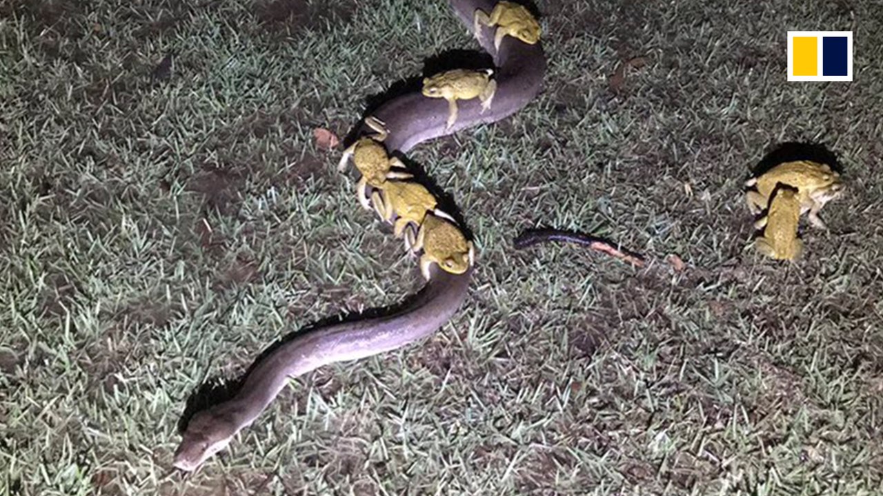 Wild ride for hitchhiking toads