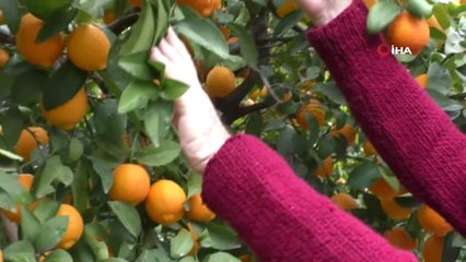 Kabuğu Turuncu Olan Meyvenin Limon Olduğuna İnandıramıyor
