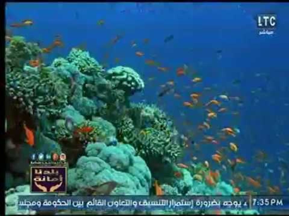 بلدنا امانة | تقرير " قطاع السياحة بين الواقع و...