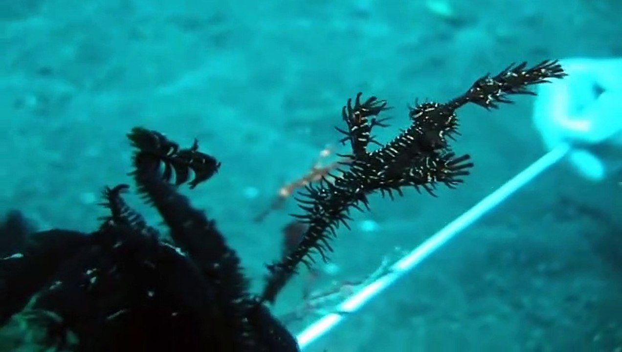 Dive Concepts Bali- 4 Ornate Ghost Pipefish on 1 Featherstar