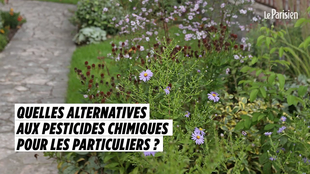 Pesticides chimiques interdits aux particuliers : 5 solutions alternatives