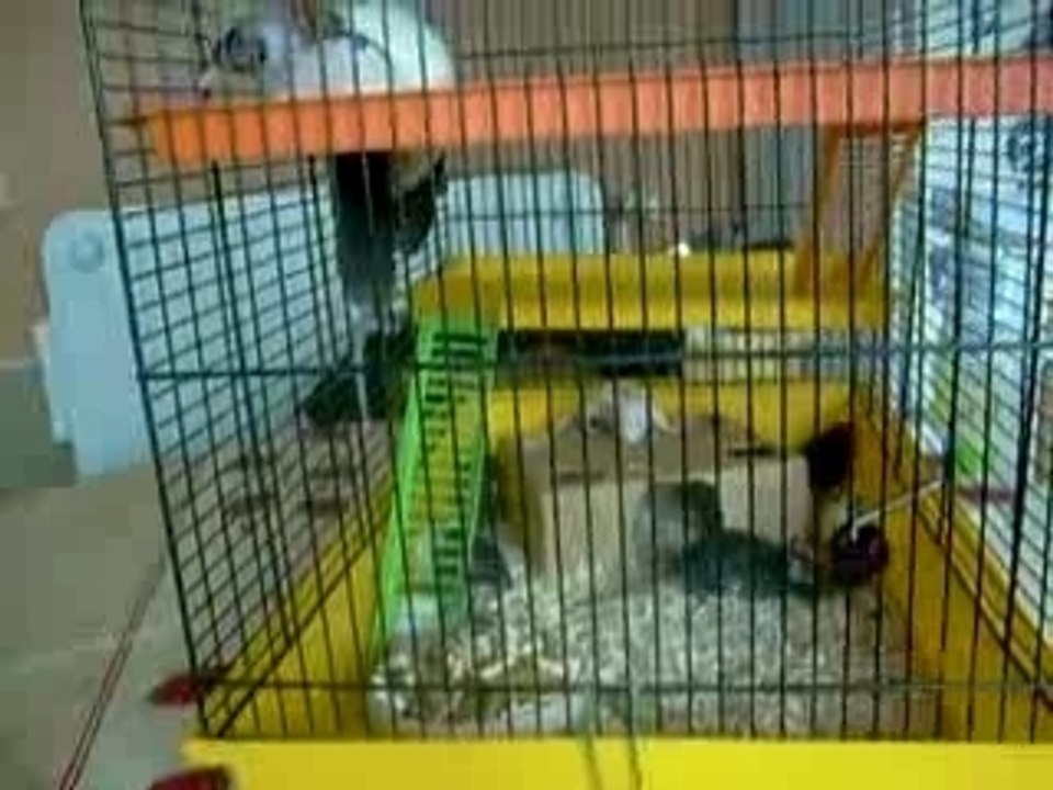 Bibous de ange le 03.01.2008