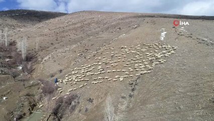 Üniversite Mezunu Genç 300 Koyuna Çobanlık Yapıyor