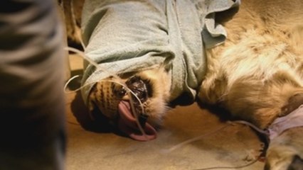 La leona Ginni, esperanza de la subespecie asiática amenazada de extinción