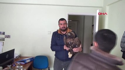 Bingöl Karlıova'da Yaralı Bulunan Kartala Tedavi