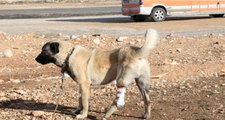 Dolmuş Şoförleri Ayağı Kesik Köpeğe Protez Taktırdı