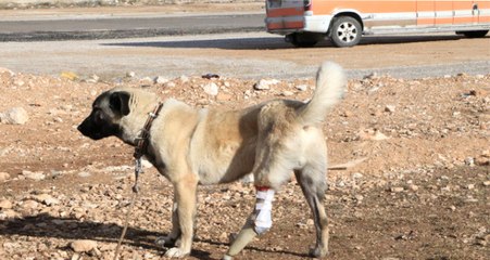 Dolmuş Şoförleri Ayağı Kesik Köpeğe Protez Taktırdı