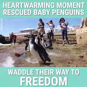 Heartwarming Moment Rescued Baby Penguins Waddle Their Way To Freedom