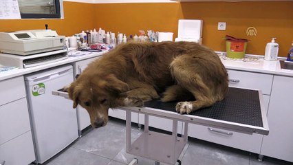 'Paşa'nın tedavisine emniyetten destek - ZONGULDAK