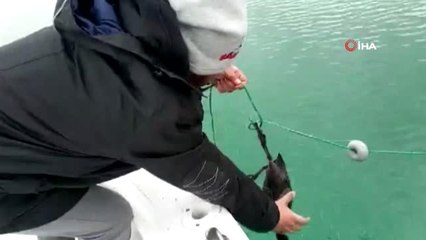 Balıkçıların Ağlarına Takılan Sakarmeke Kurtarılarak Doğaya Bırakıldı