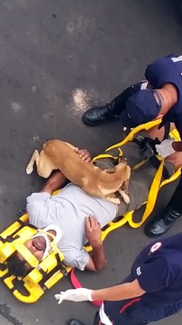 Brésil : quand un chien inquiet protège son maître des ambulanciers