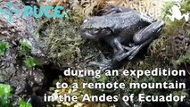 New Tree Frog Species Discovered In The Andes Mountains Of Ecuador