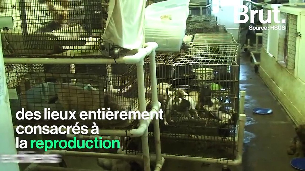 En Californie, seuls des animaux en provenance de refuges pourront être vendus en animalerie