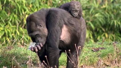 GOODLINES: 4th January 2019