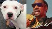 Snoop Dogg Offers to Adopt Abandoned Dog Named 'Snoop'