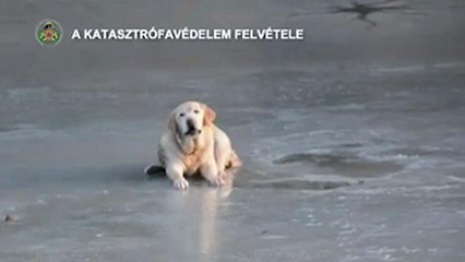 Dog rescued from frozen lake in Hungary