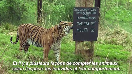 Inventaire annuel des animaux du zoo de Londres