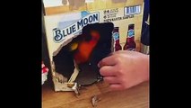 Funny Parrots and Cute Birds Compilation #37 - 2018