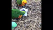 Funny Parrots and Cute Birds Compilation #38 - 2018