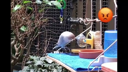 Funny Parrots and Cute Birds Compilation #39 - 2018