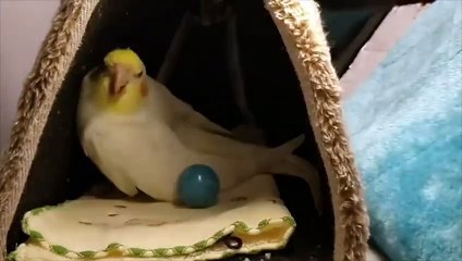 Funny Parrots and Cute Birds Compilation #42 - 2018