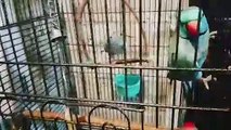Funny Parrots and Cute Birds Compilation #47 - 2018