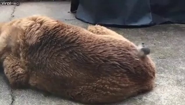 Un oiseau en mode coiffeur sur le dos du chien... trop drôle