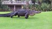 Voilà le genre de crocodile qu'on croise sur les greens de golf en Floride