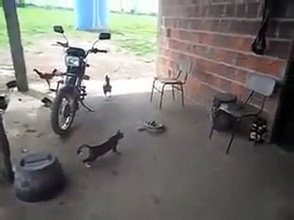 Comment traumatiser un chat pour le reste de sa vie... peur des serpents