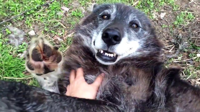 Les loups ne sont pas tous des animaux féroces! Un vrai petit toutou