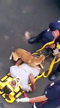 Ce chien protège son maitre des ambulanciers (Brésil)... tellement émouvant
