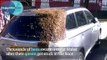 Des milliers d'abeilles viennent au secours de leur reine coincée dans une voiture