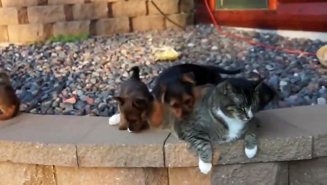 Un pauvre chat submergé par des chiots en folie