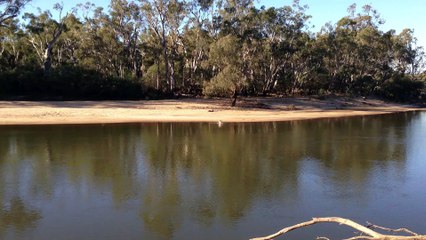 Kangaroo Takes a Swim Across River